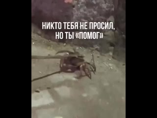 Медвежья услуга)