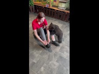 В Сибирском зоопарке выхаживают маленького медвежонка 2