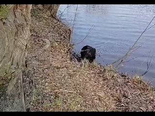 Соседи СПЧ (видео Борис Славин, ТГ канал Каждой твари по паре)