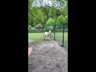 Альпака в Белгородском зоопарке
