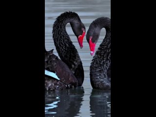 Красивый танец чёрных лебедей