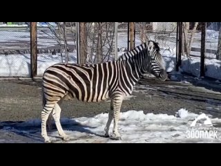 🦓 В челябинском зоопарке показали, как флиртуют зебры

Сотрудники опубликовали видео с полосатыми животными.