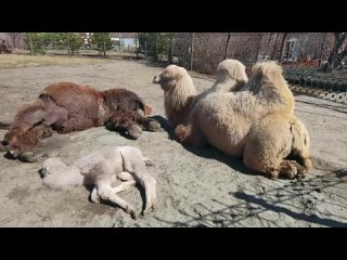 Верблюжонка из барнаульского зоопарка назвали Радостью