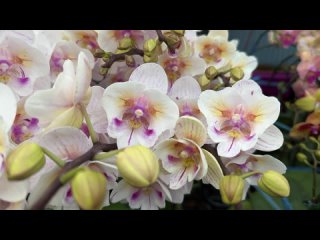Video từ SUNNY LUX ORCHID
