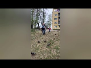 видео_ утки