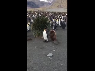 🔴 🐧 Всемирный день пингвинов 

В семействе насчитывается 18 видов пингвинов.