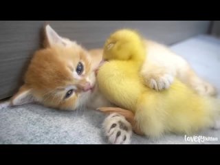 Котенок и маленькая утка - самая милая пара, которую вы когда-либо видели