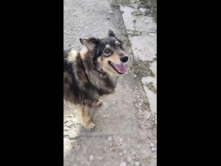 Video từ Собаки которые хотят домой