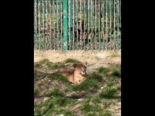 Четырёхмесячную львицу в белгородском зоопарке назвали Киарой