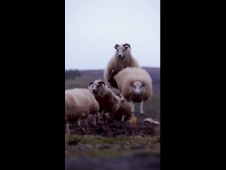 раз овечка, два овечка, три