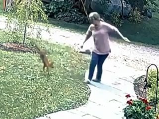 a fox randomly and repeatedly attacks