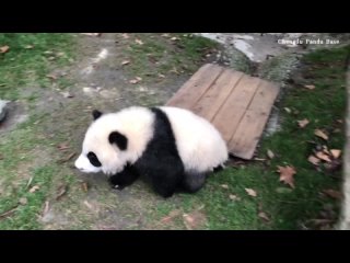Озорные будни маленькой панды в Чэнду
