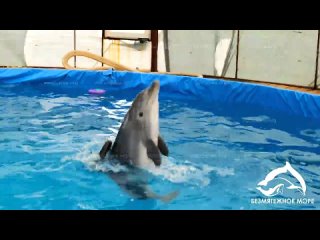 Спасенного в Крыму дельфина Кимми выпустят в море