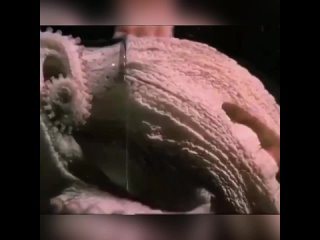 Удивительная способность осьминогов просачиваться в любую щель