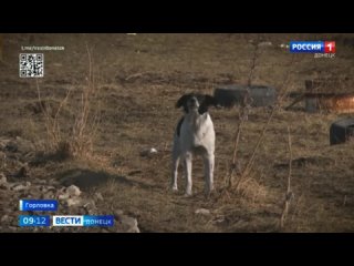 В прифронтовой Горловке уже несколько лет функционирует организованный силами местных жителей приют для бездомных животных «Верн