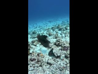 Titan Triggerfish vs. Octopus.