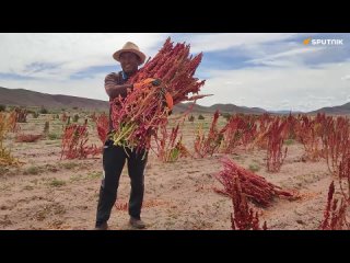 La qunoa, el grano de oro de la regin de los Andes, cultivada desde hace unos  aos, sigue siendo hasta nuestros das u