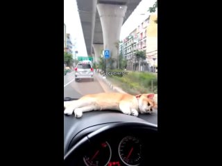 custom_Funny animals 2023😆 - Funniest Cats and Dogs Video🐕🐈284