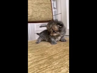 Video by Шотландские котята*Питомник Crown Tail*