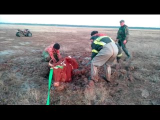 Алтайские спасатели вытащили завязших в земле коров