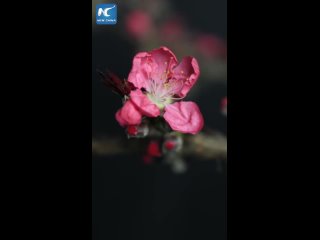 Потрясающие кадры цветения персика, снятые в провинции Юньнань на юго-западе Китая.