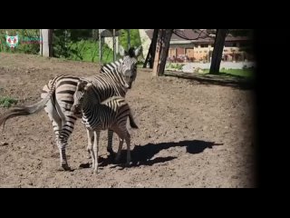 Зебренка из казанского зооботсада назвали Ромашкой  Она девочка, но если бы была мальчиком, то мы бы восприняли только... (видео)