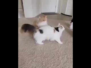 Tango of the cats