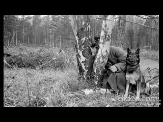 Видео от Лапа на счастье | Собаки | Москва | Волонтерство