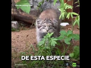 Hoy se celebra el da internacional de los gatos salvajes siempre descontentos