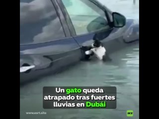 La Polica de Dubi rescata a un gato tras las fuertes inundaciones