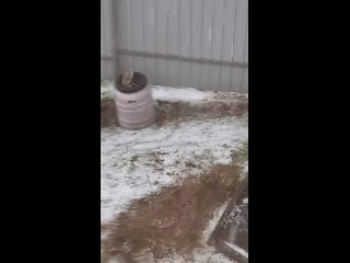 Похоже, самый сильный град в первый день лета был в Колташово Кетовского района (видео)