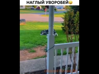 Video by Ох уж эти Хвостики!