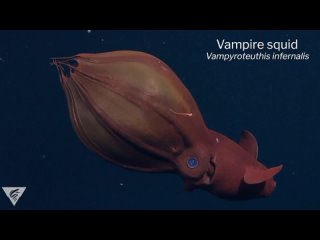 Адский кальмар-вампир (Vampyroteuthis infernalis)