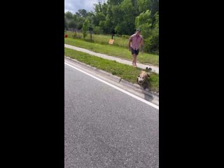 How to get a stray gator from the road