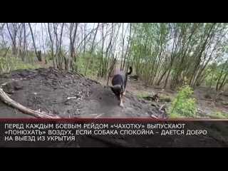 Группировка прикрытия госграницы предотвращает нападения на Белгородскую область  русские бойцы  наносят удары по технике и жив