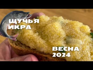 Астраханская щучья икра! Сезон — Весна 2024!