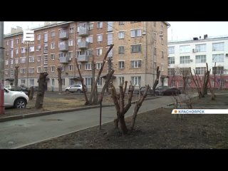 Красноярцев удивила странная обрезка деревьев в центре города