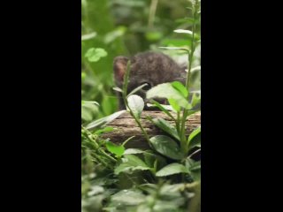 Video by Удивительные,милые животные.