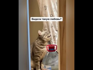 Нет ласковее зверя голодного кота