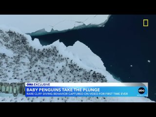Baby penguins cliff-dive in adorable