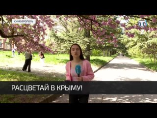 В Крыму с апреля по июнь можно увидеть более пятнадцати различных цветений