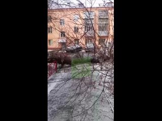 В Ленинском районе упало огромное дерево