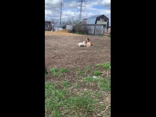 Видео от ,,МЫ ВМЕСТЕ,,г.Чайковский. Помощь бездомным живо