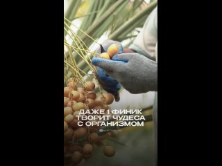 ФИНИКИ_ТВОРЯТ_ЧУДЕСА_С_ОРГАНИЗМОМ_14032024001033_MPEG-4 (720p).mp4