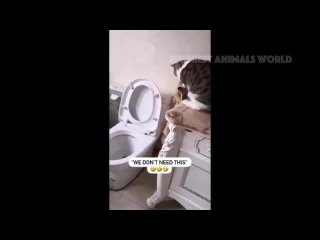забавные животные  Самые смешные видео с кошками и собаками
