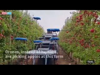 В Израиле дроны научились собирать яблоки