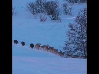 Вместе весело шагать