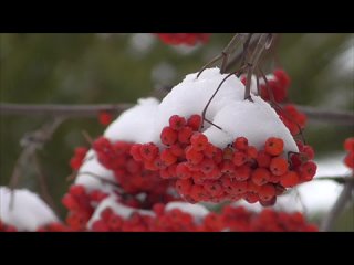 Возрождение юной девичьей души