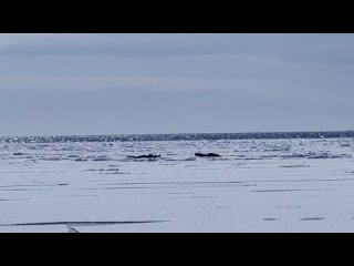 Нерпы греются на солнышке напротив городского пляжа в Питкяранте