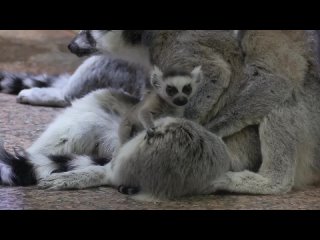 В Ленинградском зоопарке родились два детеныша кошачьих лемуров.